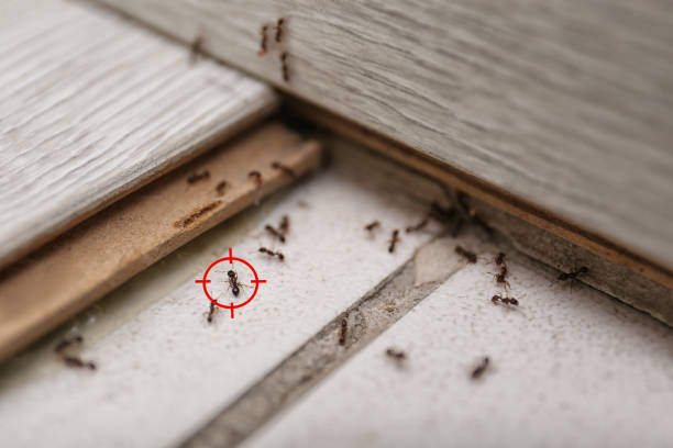 Best Pest Removal Services  in Sevierville, TN