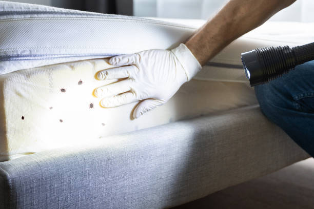 Professional Pest Control in Sevierville, TN