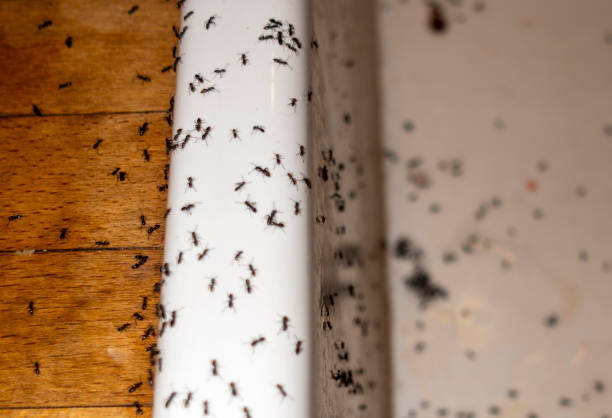 Best Commercial Pest Control Services  in Sevierville, TN